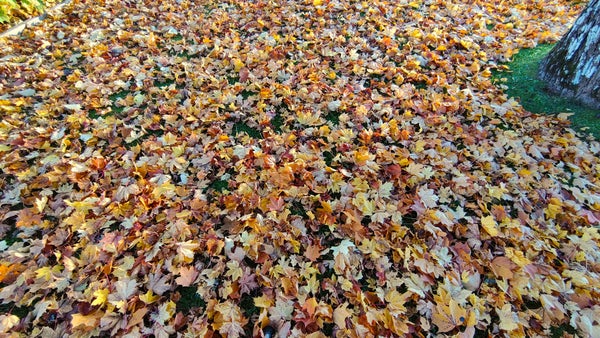 Lövsopningen drar igång över hela Sverige – så påverkas du nu