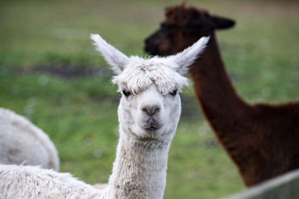 Varg attackerade och dödade tre alpackor i Sverige – ny vargfara växer